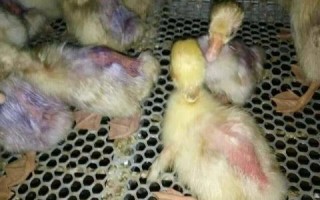 宠物鸭常见寄生虫及防治方法