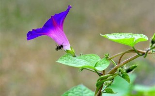 牵牛花可以插杆培养吗