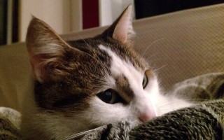 猫的百科全书，深入了解这些毛茸茸的朋友