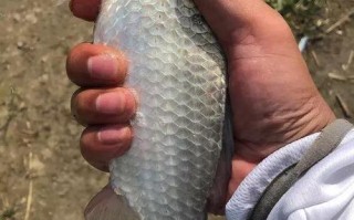 上海奉贤钓鱼鱼塘