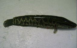 1.选择合适的钓点