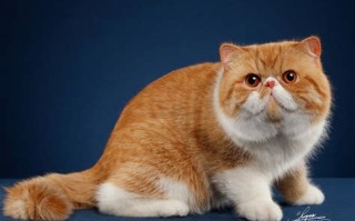 选择一只适合的猫咪