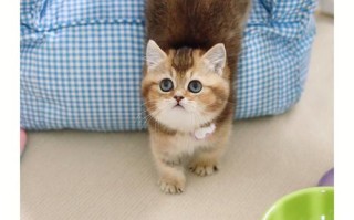 温州宠物猫免费赠送政策解读