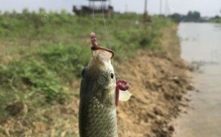 手竿钓翘嘴鱼的最佳方法