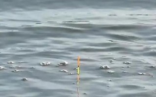 钓鱼时浮漂慢慢下降是什么情况