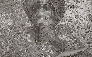 乌贼钓法