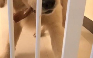 你养宠物了吗用英语怎么说