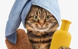 为什么给猫咪洗澡