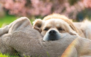 元气宠物桌面壁纸高清