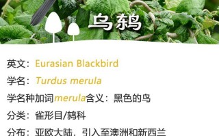 宠物鸟的名称