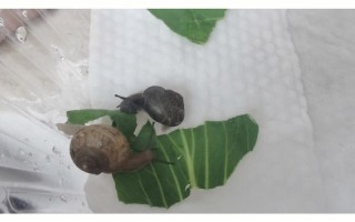 宠物蜗牛有细菌吗