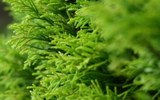 绿色除虫，探索自然与科学相结合的最佳除虫策略