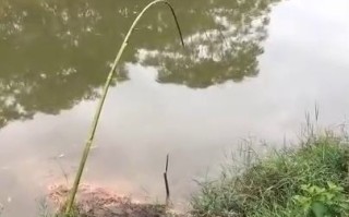 组队钓鱼
