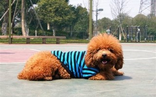 宠物丢了心情不好说说