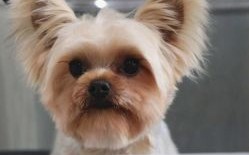上海疫情宠物无公害处理