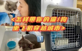 航空托运宠物需要什么条件