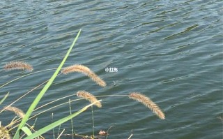 四川下塘垂钓怎么样好钓吗