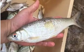 红眼钓法