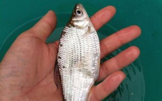 江河鳊鱼垂钓指南