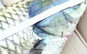 用玉米钓草鱼钓底还是钓浮