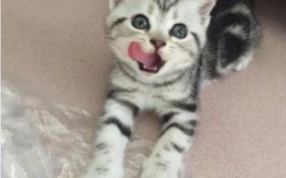 宠物猫的市场价格
