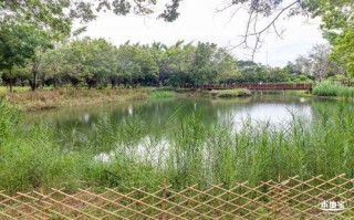 1.小球藻是否适合垂钓园的水域环境