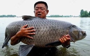 钓鱼中华鲟视频300斤
