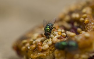 虫螨克星，如何用虫威有效防治害虫
