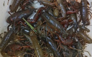 香河7号龙虾电话