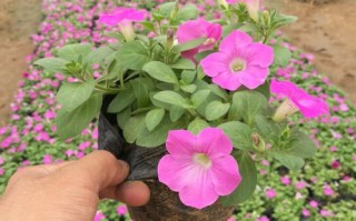 垂钓牵牛花介绍