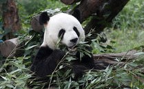 古代人垂钓高清图片