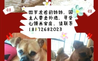 宠物狗领养免费领养宠物的网站