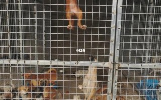 大连宠物寄养店：选择与注意事项