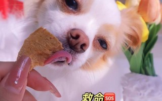 兔子可以吃宠物饼干