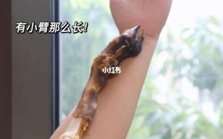 烘干羊蹄适合多大狗狗吃