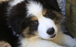 边境牧羊犬走失后独特行为，自行进入派出所报案的启示