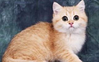 宠物猫品种图鉴