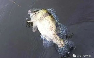莒县鳜鱼垂钓指南