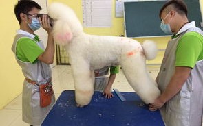 男女互换宠物：考虑的因素和建议