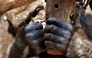 猴痘疫情下的双重挑战，HIV合并感染者的困境与挑战
