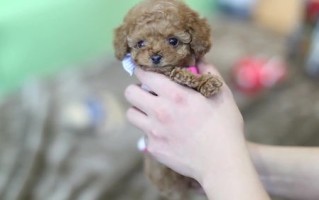 宠物好感度管理：如何提升与维护