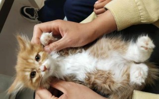 宠物猫领养指南