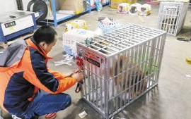 宠物寄运多少钱