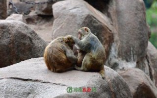 郑州市金水区宠物医院介绍