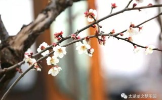 梅花钓组