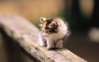 绵阳猫咪救助站