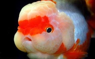 阴天垂钓指什么生肖
