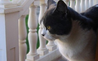 猫的奥秘，全面了解你毛茸茸的朋友