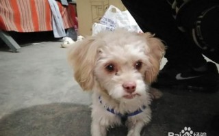 狗耳螨很严重