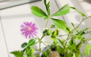 含羞草会开花吗是什么样子